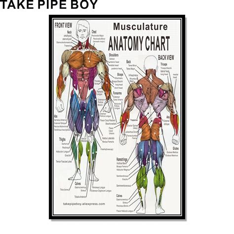 Athletic Male Body Types Chart | lupon.gov.ph