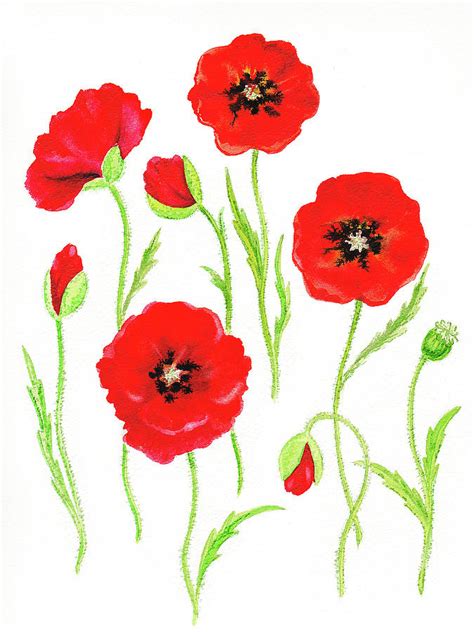 Poppy Flower Art