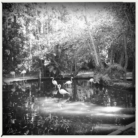 flamingos | Flamingos at Everglades Wonder Gardens in Bonita… | Flickr