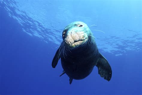 Hawaiian Monk Seal Facts: Habitat, Diet, Conservation, & More