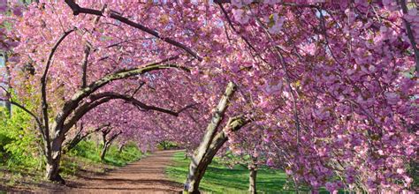 Springtime Guide to Central Park’s Cherry… | Central Park Conservancy