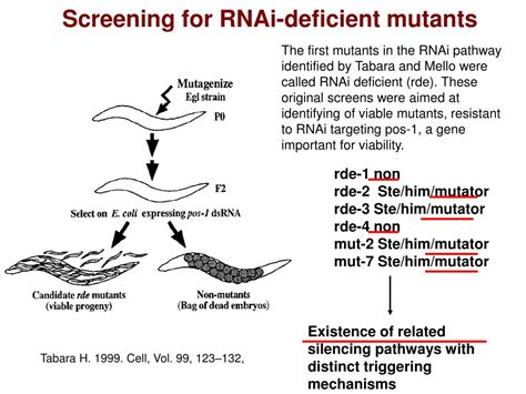 PPT - C. elegans as a Model System PowerPoint Presentation, free download - ID:369760