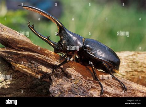 Hercules Rhinoceros beetle (Dynastes hercules), tropical forest habitat, Costa Rica Stock Photo ...