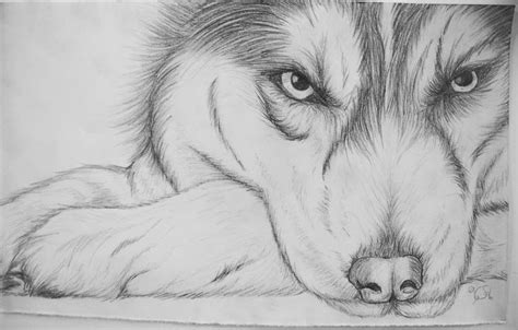 Husky-Skizze | Animal drawings, Husky drawing, Pencil drawings of animals