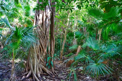 Rainforest Jungle in Riviera Maya of Mexico Stock Image - Image of rainforest, landscape: 102605399