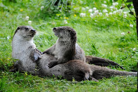 Otters Playing by super-robotmonkey on DeviantArt