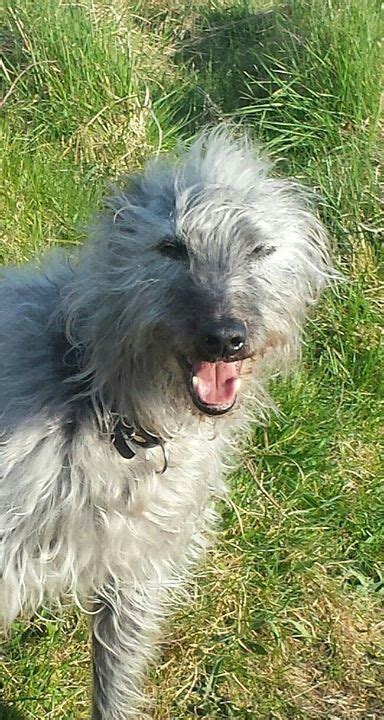 Lovely dog | Dogs, Lurcher, Animals