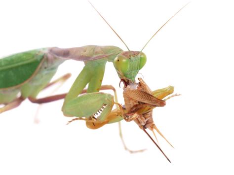 What Do Praying Mantis Eat to Keep Them Fit As a Fiddle - Learn About ...