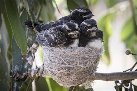 Willie Wagtail - ClimateWatch Australia- Citizen Science App