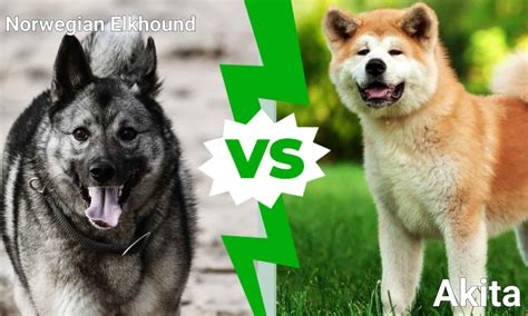 Norwegian Elkhound vs Akita: What’s the Difference? - A-Z Animals