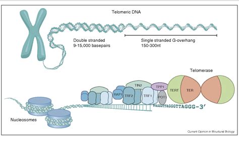 Telomerase structure☆ | Semantic Scholar