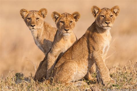 Three Lion Cubs - Burrard-Lucas Photography