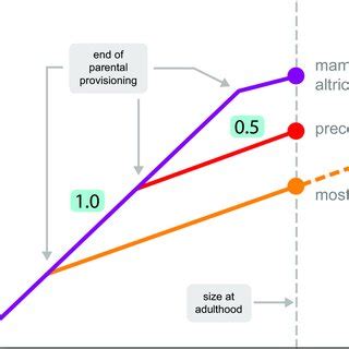 Schematic depiction of brain growth relative to body growth in ...