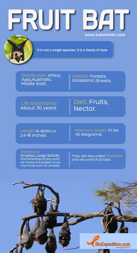 Fruit Bat Infographic