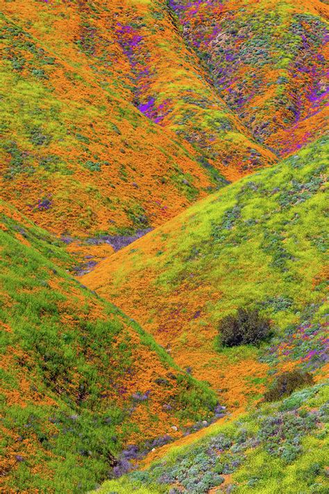 Walker Canyon Super Bloom vertical Photograph by Brian Knott Photography