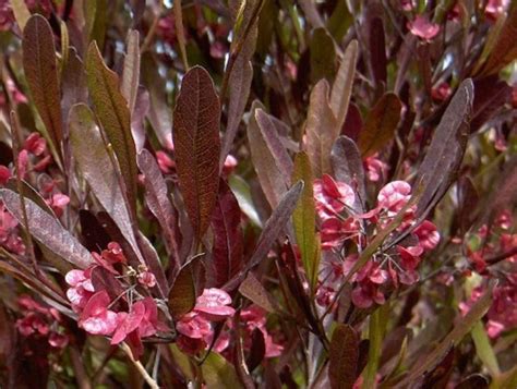 Dodonaea viscosa Purpurea | Wholesale Nursery - Nurseries in Melbourne, Sydney & Brisbane ...