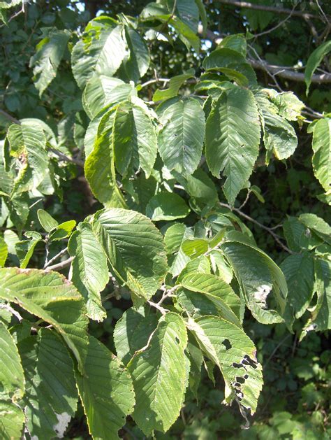 Ulmus rubra – Slippery Elm | Trees Canadensis