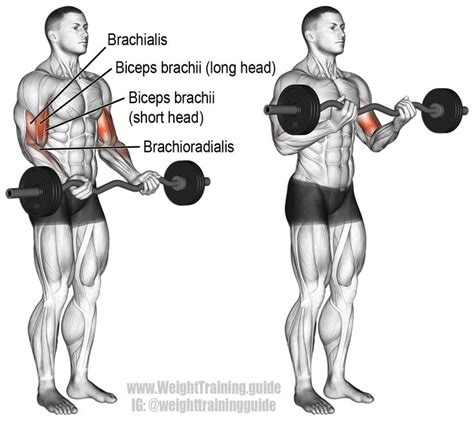 EZ bar curl exercise instructions and video | Weight Training Guide ...