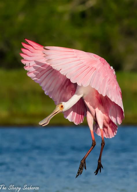 Roseate Spoonbill Bird Photography Florida Birds Fine Art - Etsy