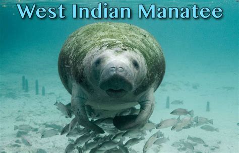 West Indian Manatee Facts, Pictures & Video. In-Depth Information On An ...