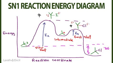 [DIAGRAM] Trypsin Reaction Diagram - MYDIAGRAM.ONLINE