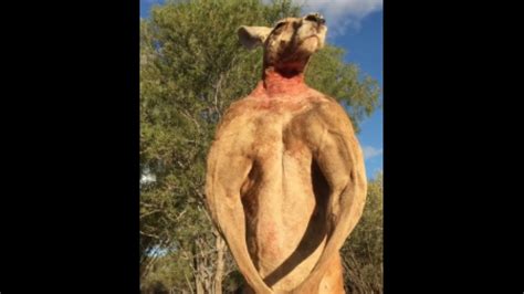 Roger, the ripped kangaroo and ‘true icon,’ has died | WHNT.com