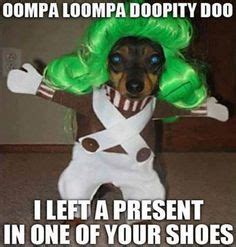 Dog Meme | Funny Dog Memes | Halloween Humor | Bullwrinkles Dog Treats ...