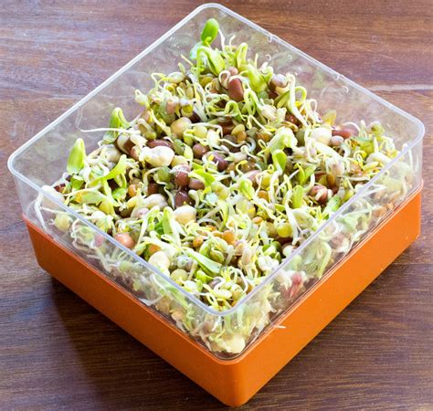 How to Sprout Your Own Seeds and Pulses | Planet Veggie