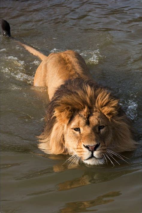 Lions’ Swimming Abilities and Behaviors – Nature Blog Network