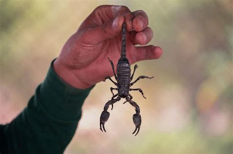 How much do scorpions costs? (8 Best Scorpions Types as Pets ...