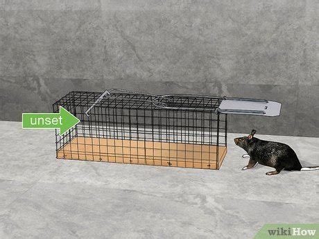 How to Trap Rats (with Pictures) - wikiHow