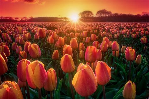 Download Sun Field Sunrise Summer Flower Nature Tulip 4k Ultra HD Wallpaper