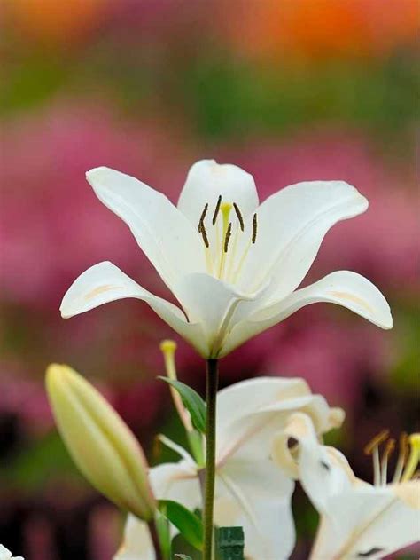 What is the Spiritual Meaning and Symbolism of Lilies?