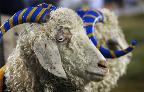 The U.S. Naval Academy mascots stand by during the 113th Army vs. Navy ...