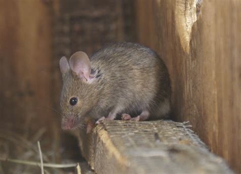 House Mouse | British Wildlife Wiki | FANDOM powered by Wikia