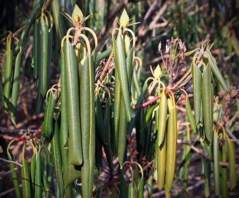 Why Do Rhododendron Leaves Droop and Curl in the Winter? — In Defense of Plants