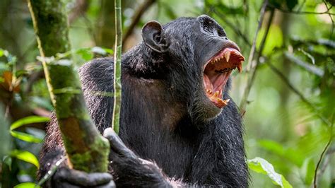 Chimps are killing people in Uganda: 'It broke off the arm... opened the stomach and removed the ...