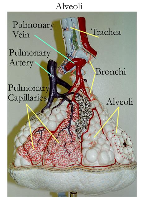 Pin by Daffodilcooper on BSC2086 | Respiratory system anatomy, Human anatomy and physiology ...