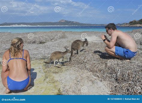 Kangaroos on the Beach in Lucky Bay Cape Le Grand in Western Australia Editorial Stock Photo ...