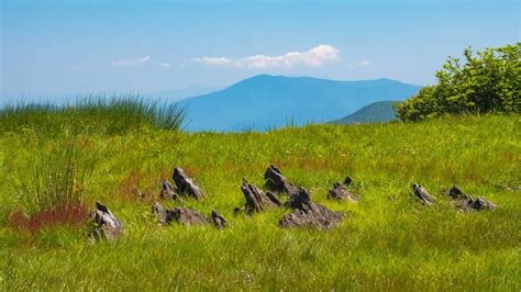 Review of Gregory Bald Trail in the Great Smoky Mountains