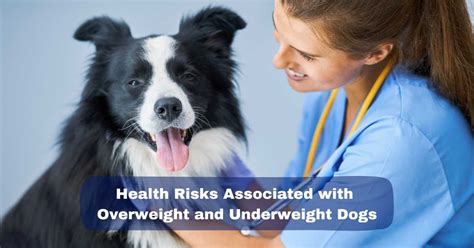 Health Risks Associated With Overweight And Underweight Dogs