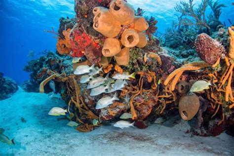 Scuba Diving in Cozumel, Mexico