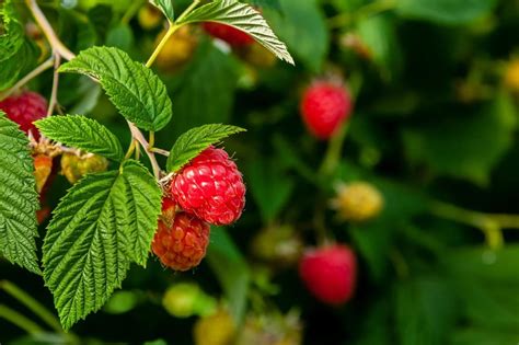 Growing Raspberries In Zone 9 - Selecting Heat Tolerant Raspberries