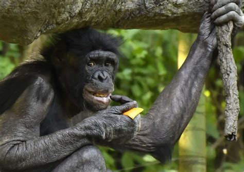 Bonobo Behavior - AnimalBehaviorCorner