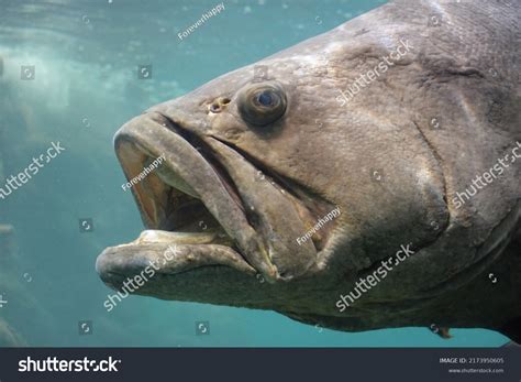 Huge Big Fish Giant Grouper Swimming Stock Photo 2173950605 | Shutterstock