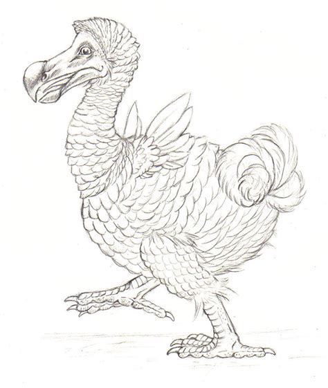 Dodo Bird Drawing at GetDrawings | Free download