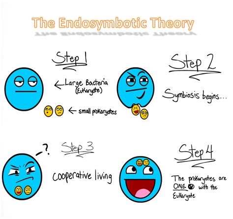 Endosymbiosis - Biology | Socratic