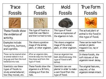 Four Types of Fossils Sort Packet | Fossils lesson, Fossils, Fossils ...