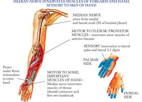 Muscle/Nerve Of The Week: Median Nerve, median nerve - plantecuador.com