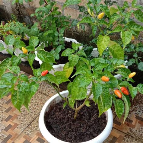 Jual Pohon Cabe Rawit Tanaman hias buah cabe | Shopee Indonesia